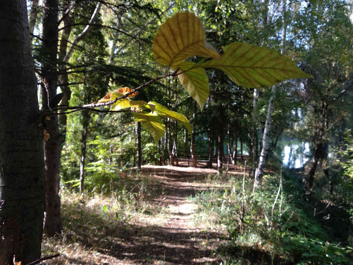 forest path