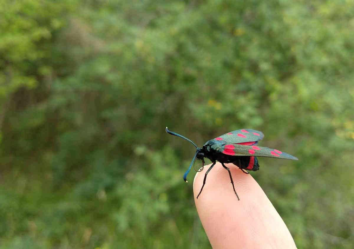 a bug on a finger