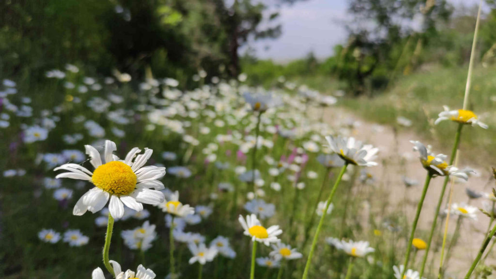 wild camomile flowers